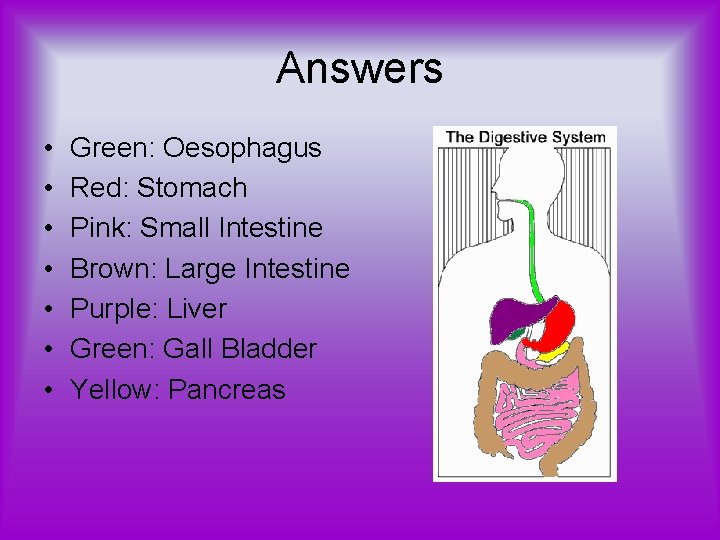 Answers • • Green: Oesophagus Red: Stomach Pink: Small Intestine Brown: Large Intestine Purple: