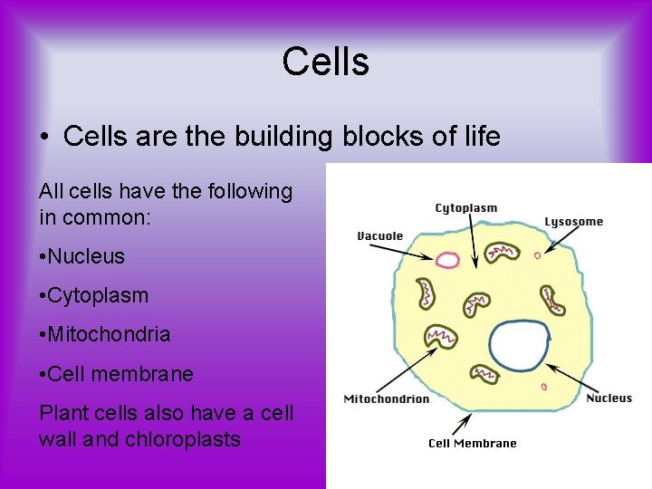 Cells • Cells are the building blocks of life All cells have the following