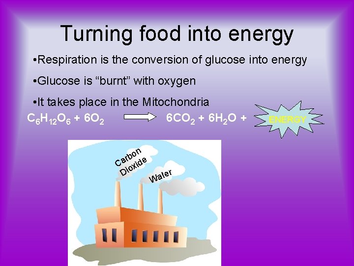 Turning food into energy • Respiration is the conversion of glucose into energy •