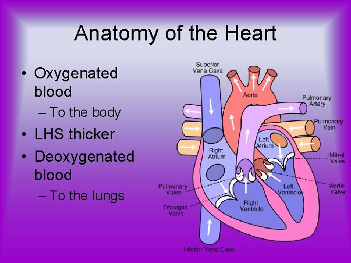 Anatomy of the Heart • Oxygenated blood – To the body • LHS thicker