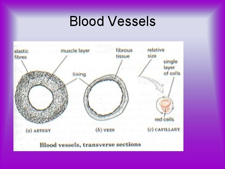 Blood Vessels 