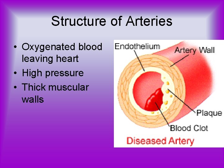 Structure of Arteries • Oxygenated blood leaving heart • High pressure • Thick muscular