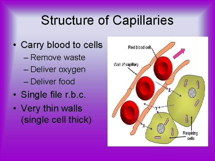 Structure of Capillaries • Carry blood to cells – Remove waste – Deliver oxygen