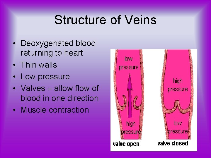 Structure of Veins • Deoxygenated blood returning to heart • Thin walls • Low