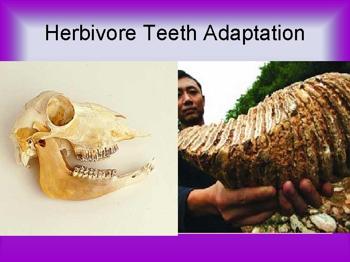 Herbivore Teeth Adaptation 