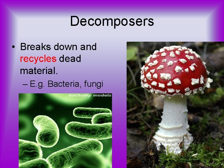 Decomposers • Breaks down and recycles dead material. – E. g. Bacteria, fungi 