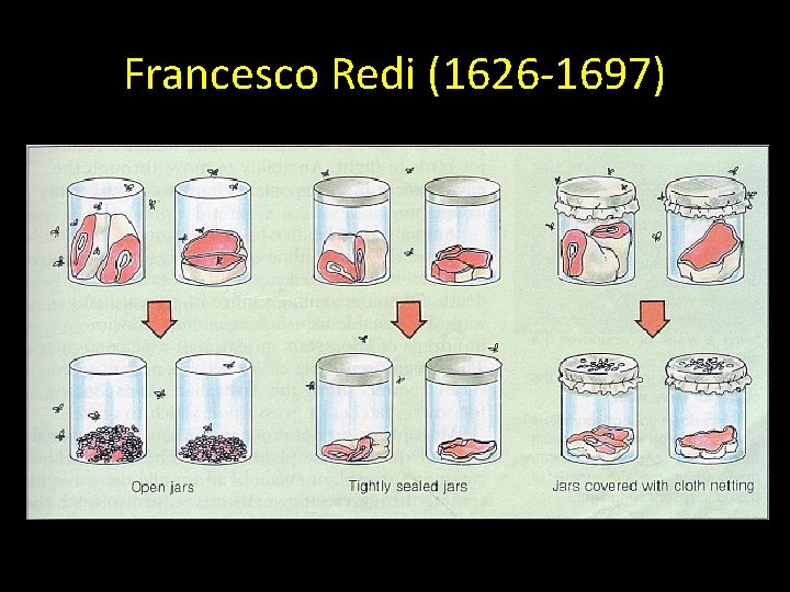 Francesco Redi (1626 -1697) 