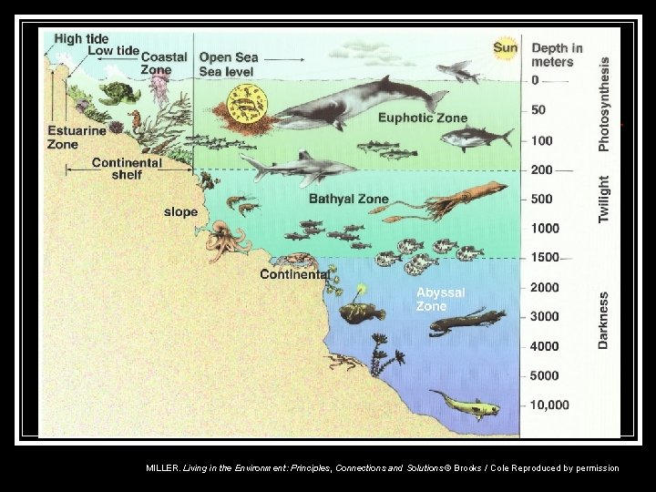 MILLER. Living in the Environment: Principles, Connections and Solutions © Brooks / Cole Reproduced