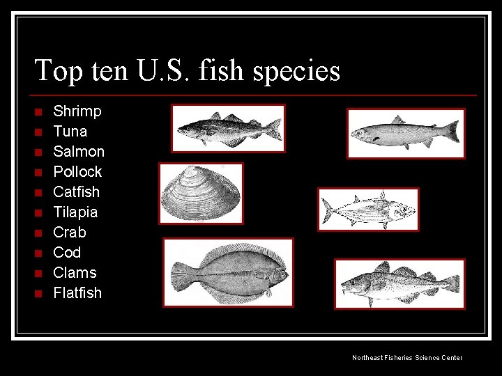 Top ten U. S. fish species n n n n n Shrimp Tuna Salmon