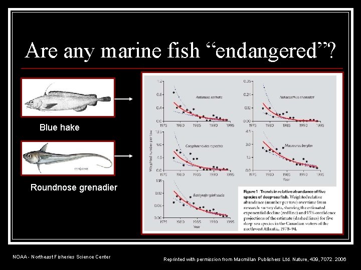 Are any marine fish “endangered”? Blue hake Roundnose grenadier NOAA - Northeast Fisheries Science