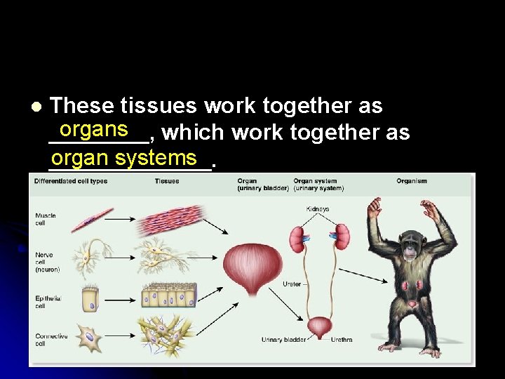 l These tissues work together as organs which work together as ____, organ systems