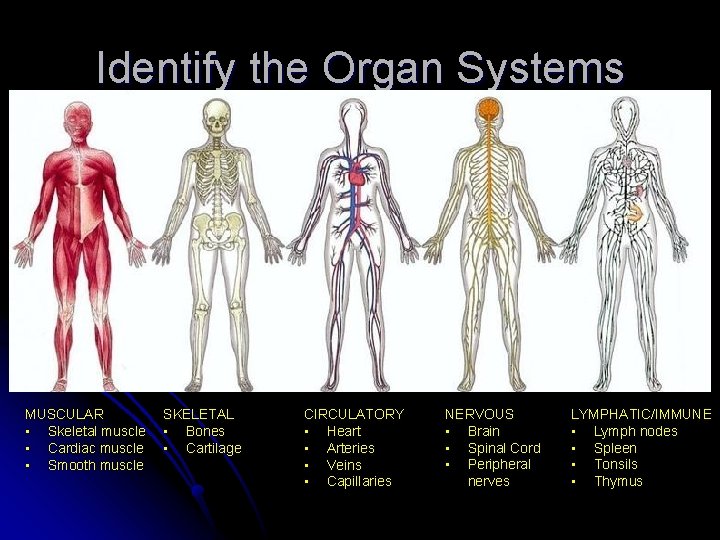 Identify the Organ Systems MUSCULAR • Skeletal muscle • Cardiac muscle • Smooth muscle