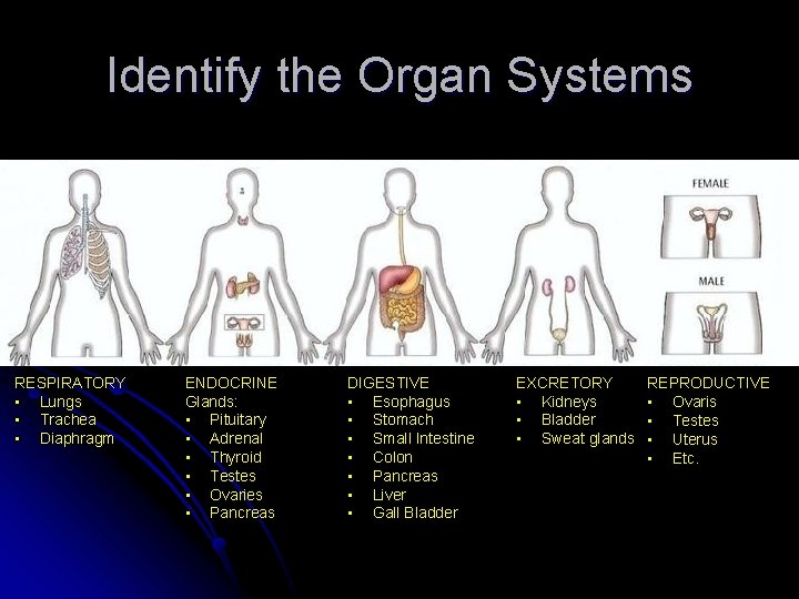 Identify the Organ Systems RESPIRATORY • Lungs • Trachea • Diaphragm ENDOCRINE Glands: •