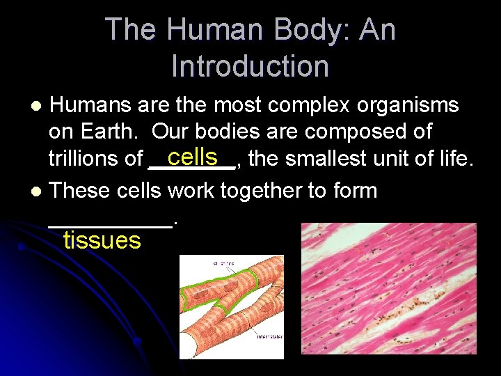 The Human Body: An Introduction Humans are the most complex organisms on Earth. Our