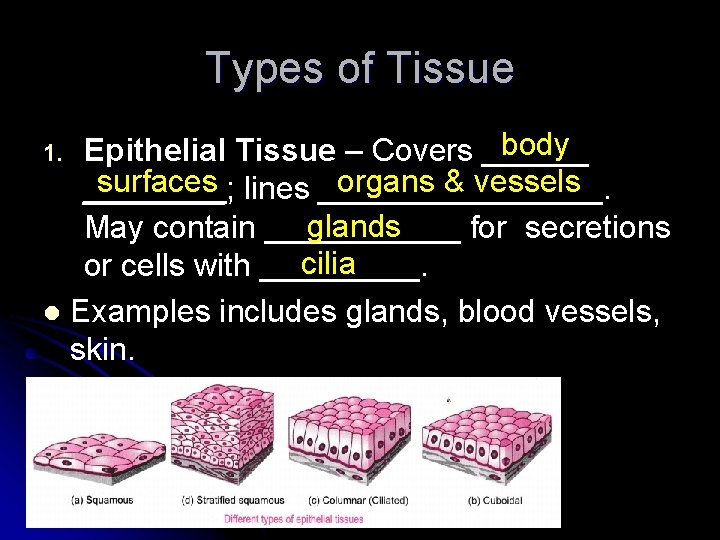 Types of Tissue 1. l body Epithelial Tissue – Covers ______ surfaces lines ________.