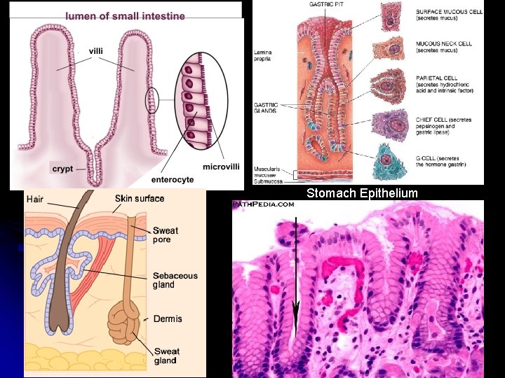 Stomach Epithelium 