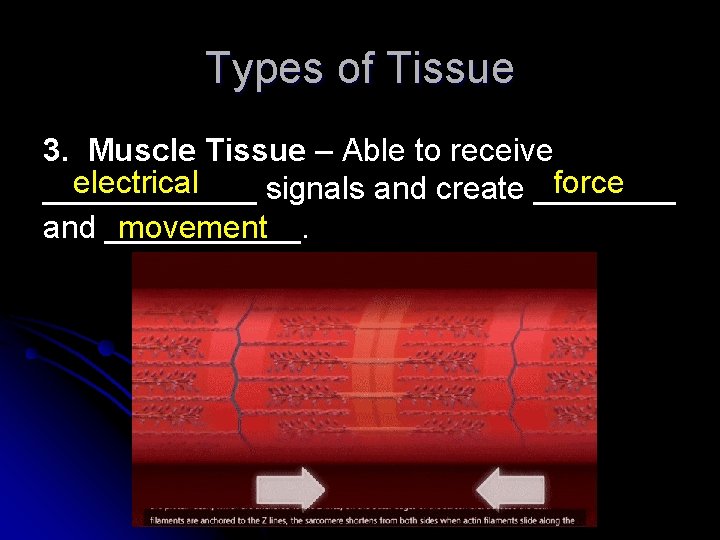 Types of Tissue 3. Muscle Tissue – Able to receive electrical force ______ signals
