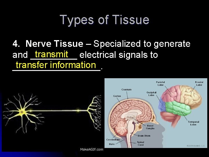 Types of Tissue 4. Nerve Tissue – Specialized to generate transmit electrical signals to