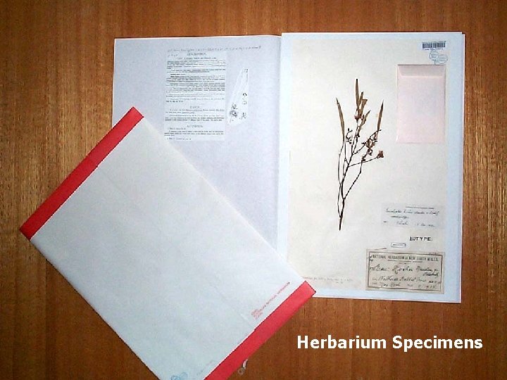 Herbarium Specimens 