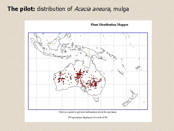 The pilot: distribution of Acacia aneura, mulga 