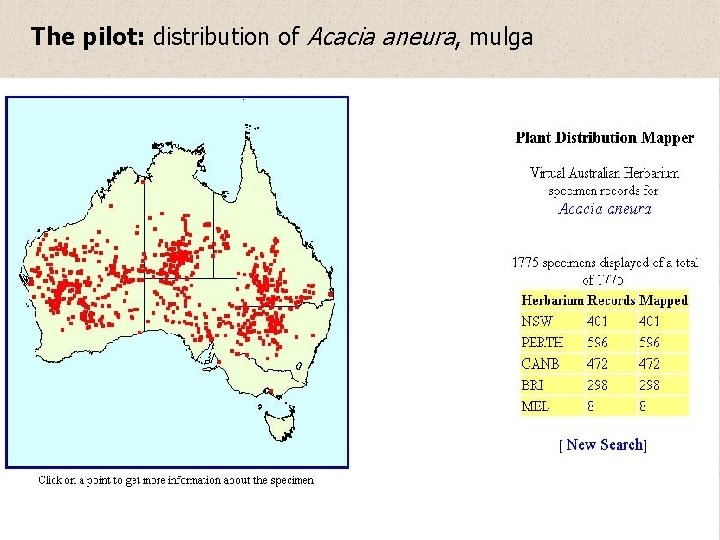 The pilot: distribution of Acacia aneura, mulga 