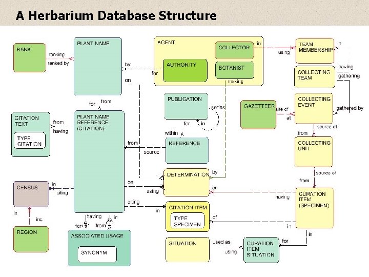 A Herbarium Database Structure 