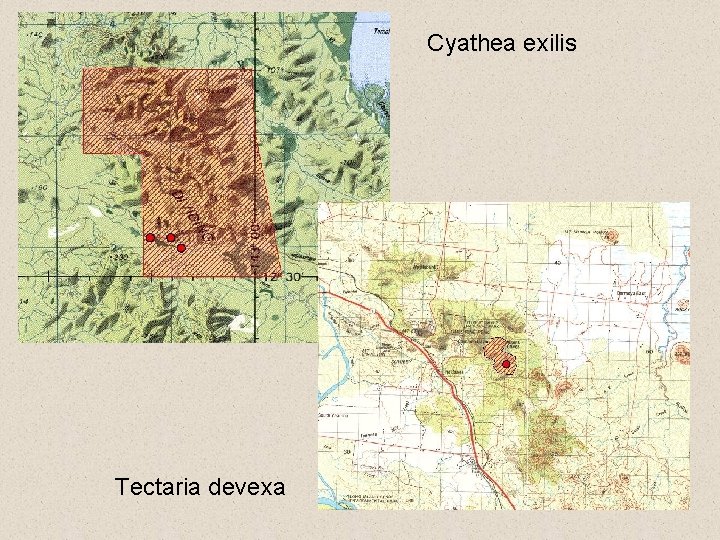 Cyathea exilis Tectaria devexa 