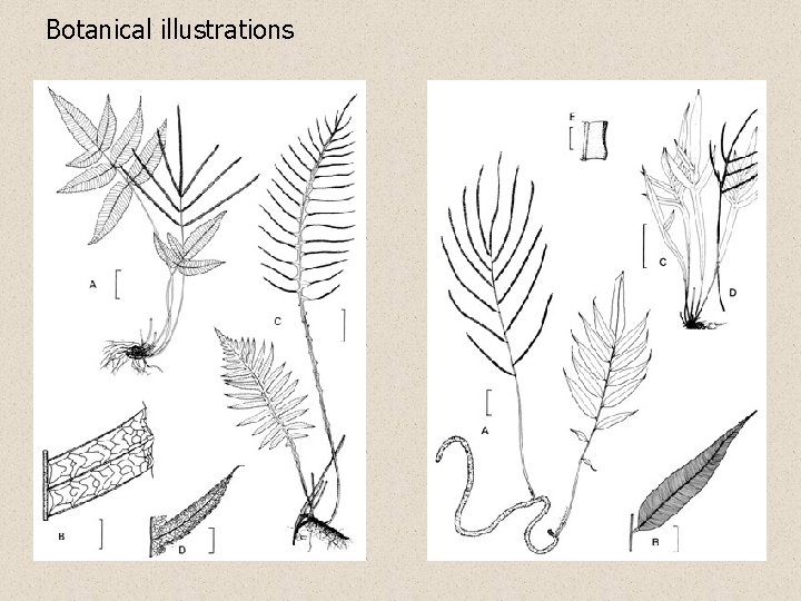 Botanical illustrations 
