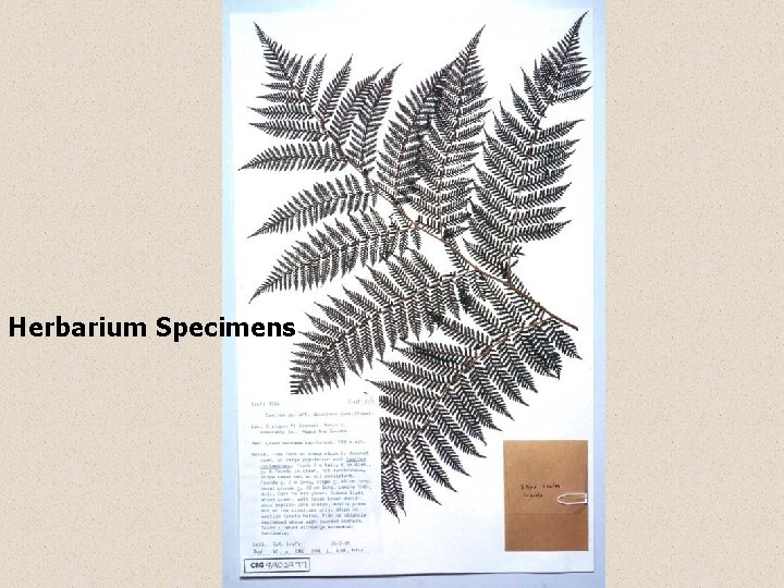 Herbarium Specimens 