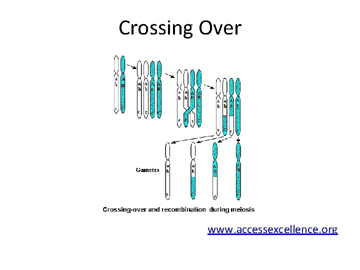 Crossing Over www. accessexcellence. org 
