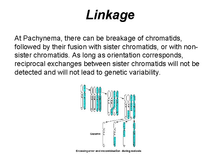 Linkage At Pachynema, there can be breakage of chromatids, followed by their fusion with