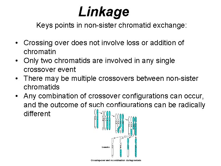 Linkage Keys points in non-sister chromatid exchange: • Crossing over does not involve loss