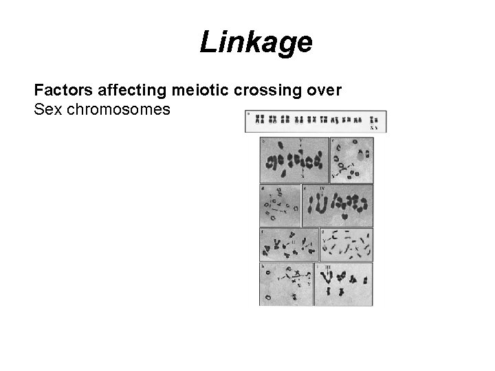 Linkage Factors affecting meiotic crossing over Sex chromosomes 