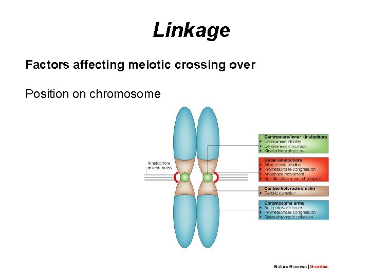 Linkage Factors affecting meiotic crossing over Position on chromosome 