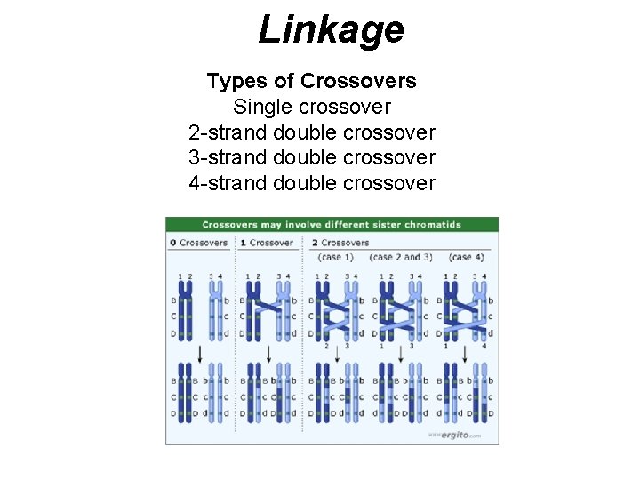 Linkage Types of Crossovers Single crossover 2 -strand double crossover 3 -strand double crossover