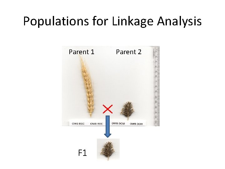 Populations for Linkage Analysis Parent 1 F 1 Parent 2 