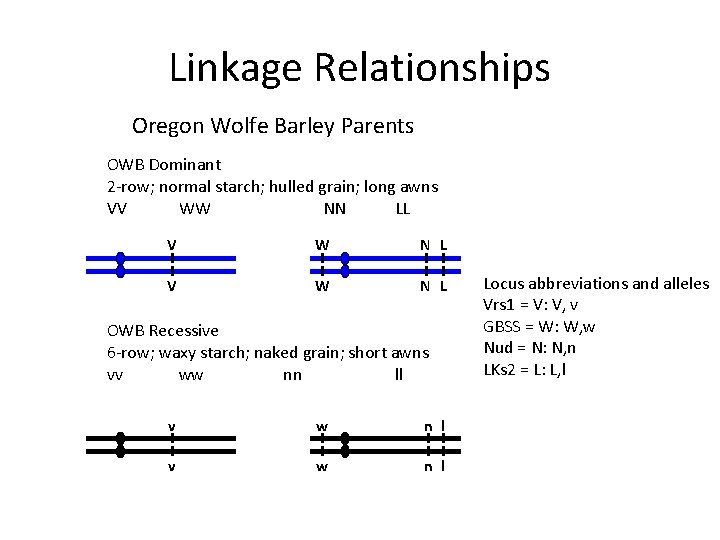 Linkage Relationships Oregon Wolfe Barley Parents OWB Dominant 2 -row; normal starch; hulled grain;