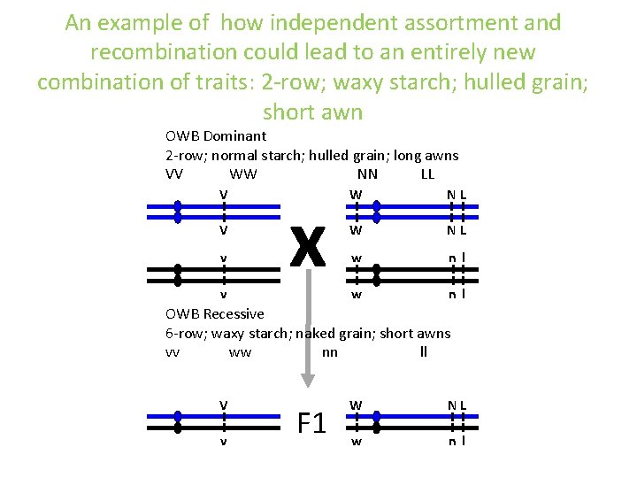 An example of how independent assortment and recombination could lead to an entirely new