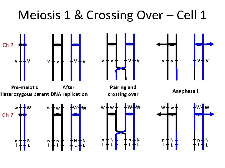 Meiosis 1 & Crossing Over – Cell 1 Ch 2 v V v v