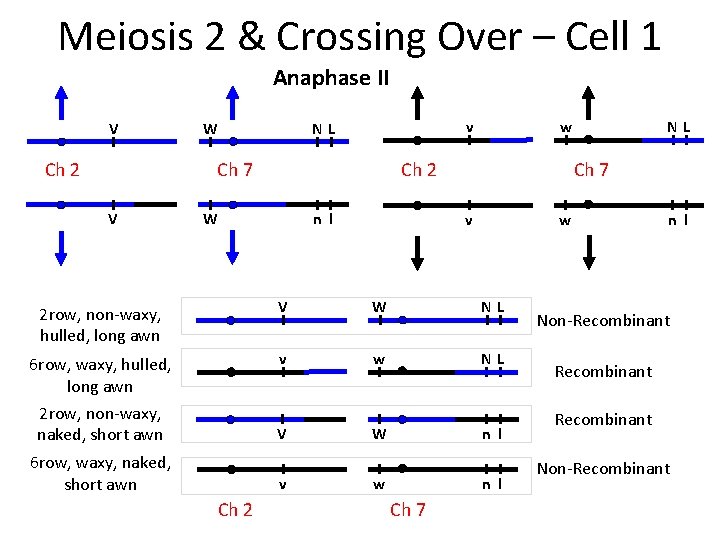 Meiosis 2 & Crossing Over – Cell 1 Anaphase II V Ch 2 v