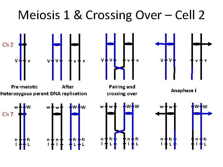 Meiosis 1 & Crossing Over – Cell 2 Ch 2 V v V V
