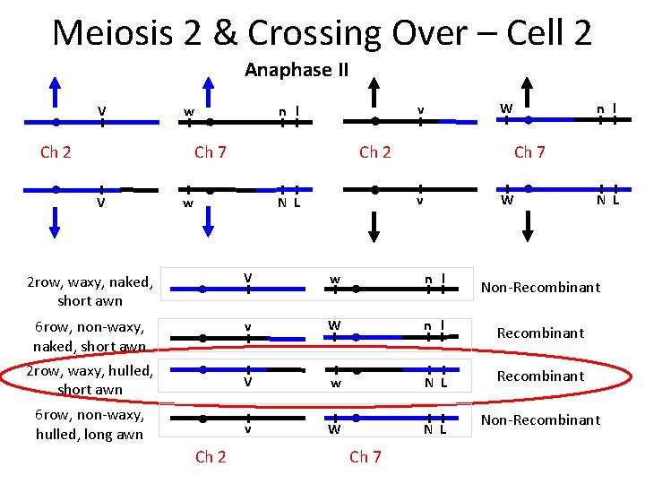 Meiosis 2 & Crossing Over – Cell 2 Anaphase II V w Ch 2