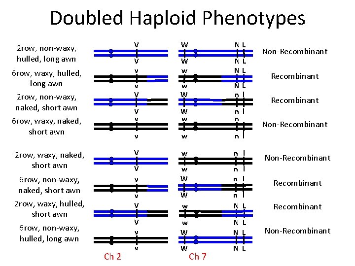 Doubled Haploid Phenotypes 2 row, non-waxy, hulled, long awn 6 row, waxy, hulled, long