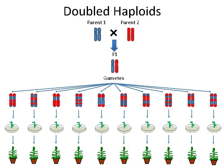 Doubled Haploids Parent 1 Parent 2 F 1 Gametes 