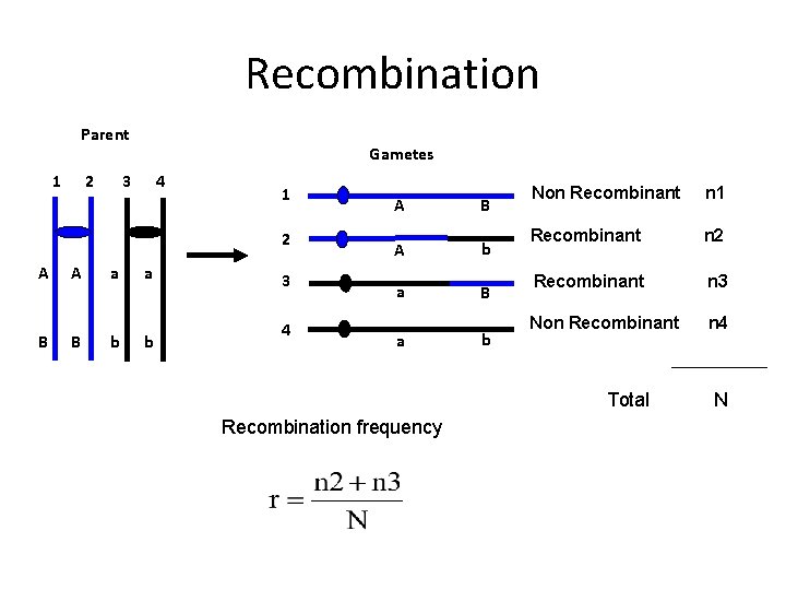 Recombination Parent 1 2 Gametes 3 4 1 2 A B a b 3