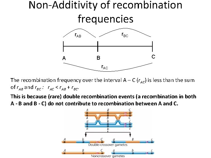 Non-Additivity of recombination frequencies r. BC r. AB A C B r. AC The