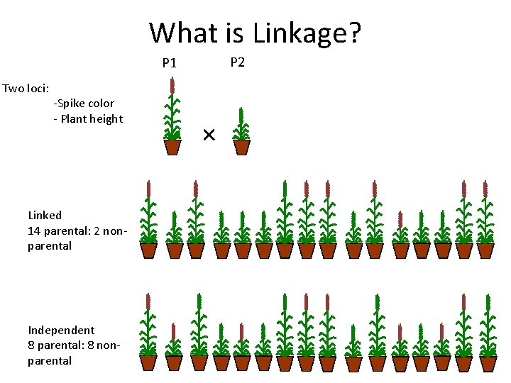 What is Linkage? P 2 P 1 Two loci: -Spike color - Plant height