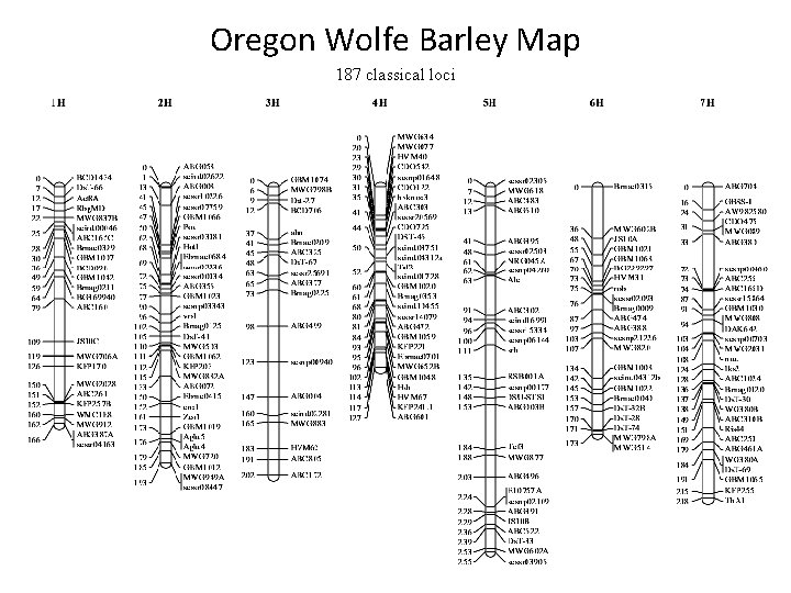 Oregon Wolfe Barley Map 187 classical loci 