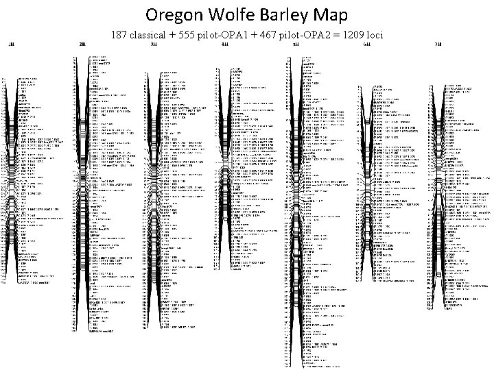 Oregon Wolfe Barley Map 187 classical + 555 pilot-OPA 1 + 467 pilot-OPA 2