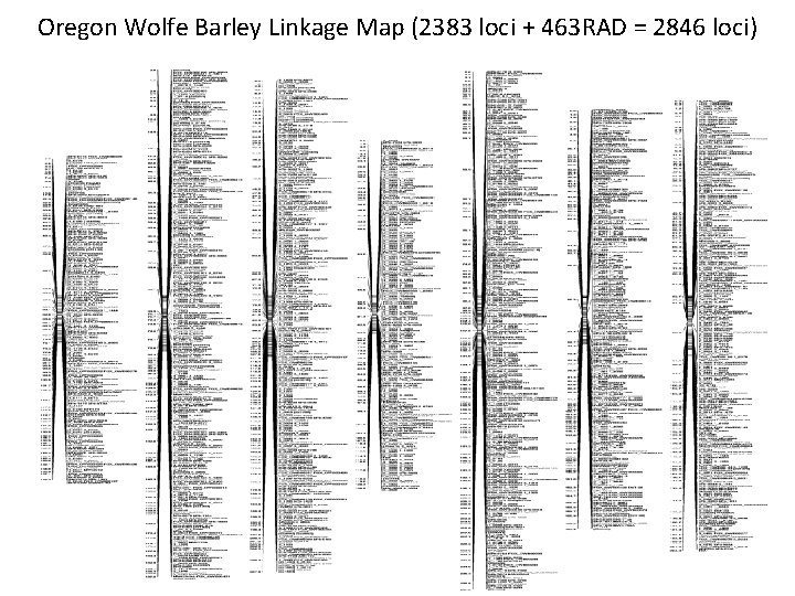 Oregon Wolfe Barley Linkage Map (2383 loci + 463 RAD = 2846 loci) 